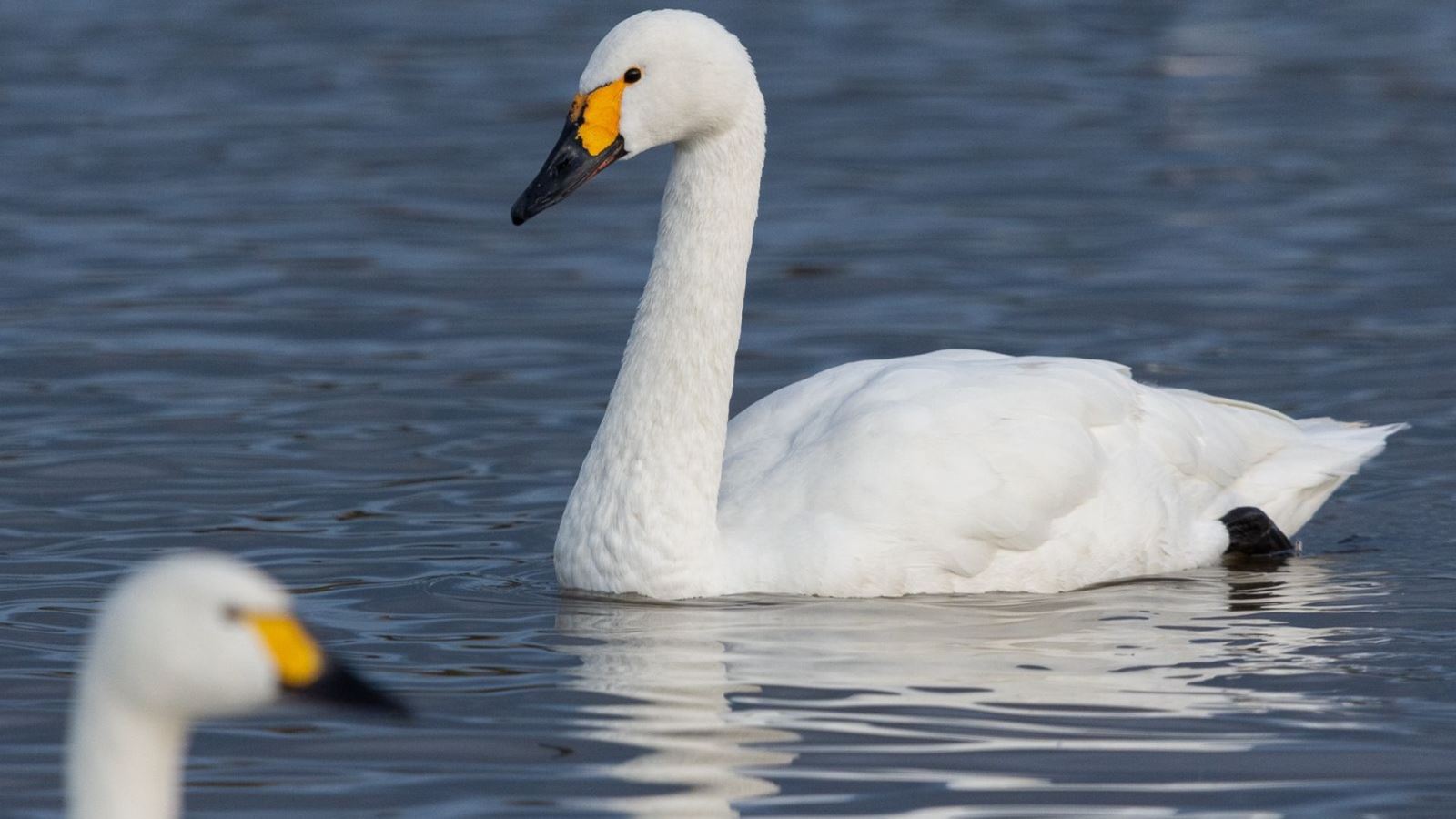 Bewick's swan Babato credit WWT and Sarah Freeman